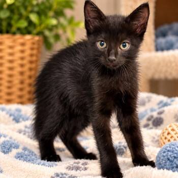 Violet K46444 -  Domestic Short Hair Cat for Adoption in Corsicana, Texas - Violet K46444 | PetCurious