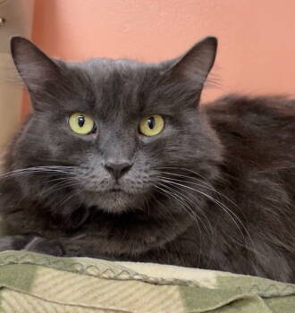 Rescue Domestic Long Hair Cats for Adoption in Seal Beach, California - Penny | PetCurious