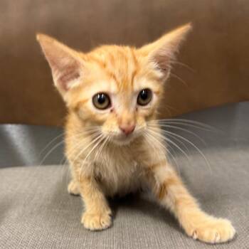 Beluga -  Domestic Short Hair Cat for Adoption in Midland, Texas - Beluga | PetCurious