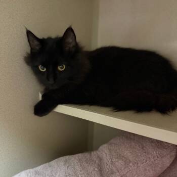 Rescue Domestic Short Hair Cats for Adoption in Pagosa Springs, Colorado - Bronte | PetCurious