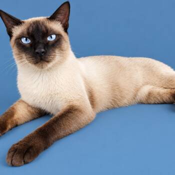 Jackie Chan -  Siamese Cat for Adoption in Cleveland, Texas - Jackie Chan | PetCurious