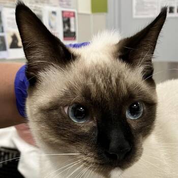 111450 -  Domestic Short Hair Cat for Adoption in Las Cruces, New Mexico - 111450 | PetCurious
