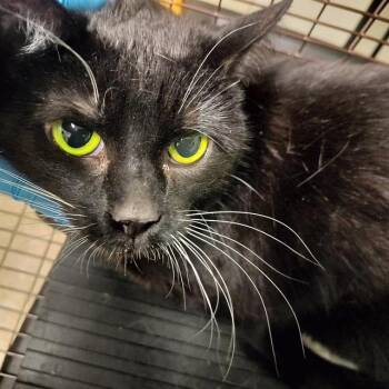 Domestic Short Hair Cats Available for Adoption in Pueblo, Colorado - PHOENIX | PetCurious