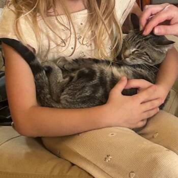 Lily -  American Shorthair Cat for Adoption in Houston, Texas - Lily | PetCurious