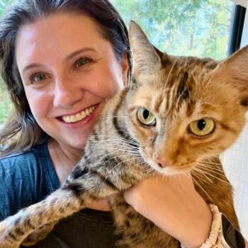 Elation -  Domestic Short Hair Cat for Adoption in Incline Village, Nevada - Elation | PetCurious