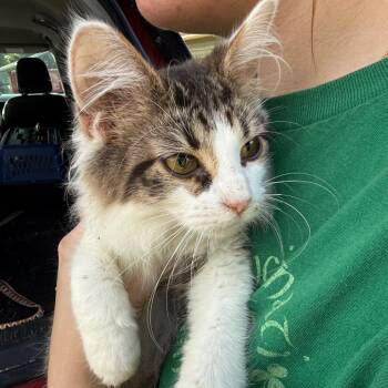 Rascal (The Forgotten) -  Domestic Long Hair Cat for Adoption in Lancaster, Ohio - Rascal (The Forgotten) | PetCurious