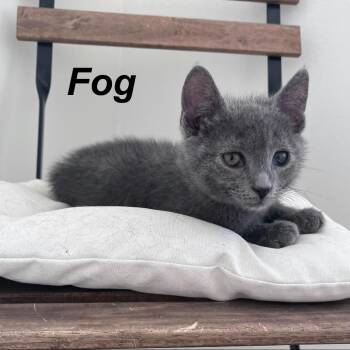 Fog -  Domestic Short Hair Cat Available for Adoption in Wind Gap, Pennsylvania - Fog | PetCurious