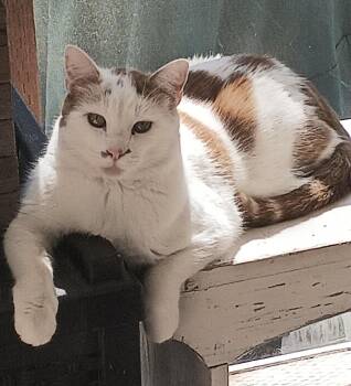 Rescue Domestic Short Hair Cats for Adoption in Villa Park, California - Tab Hunter | PetCurious