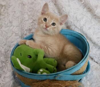 Tabby Cats Available for Adoption in St. Augustine, Florida - Skip | PetCurious