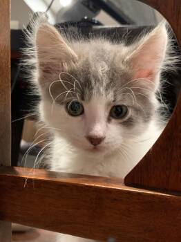 Maureen -  Domestic Short Hair Cat for Adoption in Dayton, Minnesota - Maureen | PetCurious