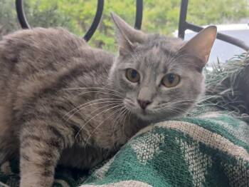 Lumen -  Domestic Short Hair Cat for Adoption in Fort Worth, Texas - Lumen | PetCurious
