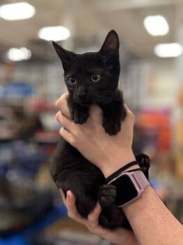 Rescue Domestic Short Hair Cats for Adoption in Augusta, Georgia - Rio (Streak) | PetCurious