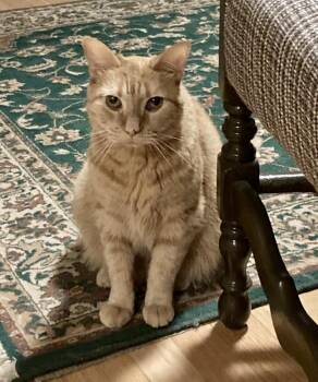 Rescue Domestic Short Hair Cats for Adoption in Black Mountain, North Carolina - Charlie | PetCurious