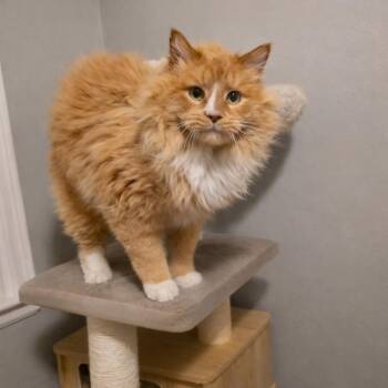 Domestic Long Hair and Maine Coon Cats Available for Adoption - Boots | PetCurious