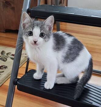 Sadie -  Domestic Short Hair Cat Available for Adoption in Seneca, South Carolina - Sadie | PetCurious