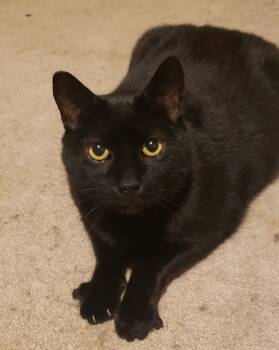 Rescue Domestic Short Hair Cats for Adoption in Seven Valleys, Pennsylvania - Toothless | PetCurious