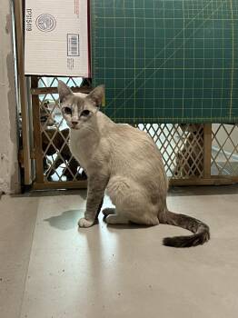 Helena -  Domestic Short Hair and Siamese Cat for Adoption in West Palm Beach, Florida - Helena | PetCurious