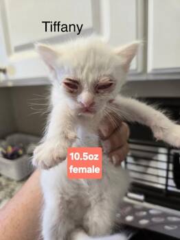 Domestic Short Hair Cats Available for Adoption - Tiffany | PetCurious