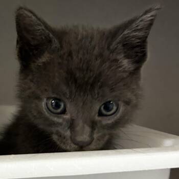 Domestic Short Hair Cats Available for Adoption in Leander, Texas - Blaire | PetCurious