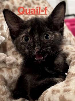 Quail 26 -  Tortoiseshell and Domestic Short Hair Cat for Adoption in Brookhaven, Mississippi - Quail 26 | PetCurious