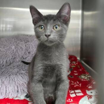 8B Grogu Roswell -  Domestic Short Hair Cat for Adoption in Denver, Colorado - 8B Grogu Roswell | PetCurious