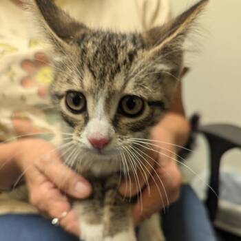 Johnny Apple Seed -  Domestic Short Hair Cat for Adoption in Charlottesville, Virginia - Johnny Apple Seed | PetCurious