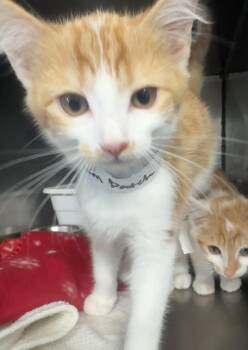 Rescue Domestic Medium Hair Cats for Adoption in Marshall, North Carolina - Pumpkin Patch | PetCurious
