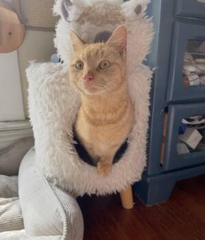 Domestic Short Hair Cats Available for Adoption - Cara Cara  | PetCurious