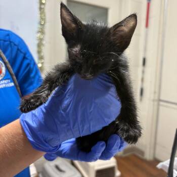 Mai -  Domestic Short Hair Cat for Adoption in Milton, Florida - Mai | PetCurious