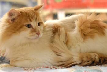 Domestic Long Hair Cats Available for Adoption - Nacho Man | PetCurious