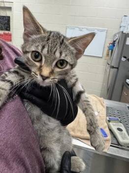 Asiago -  Domestic Short Hair Cat for Adoption in Fishers, Indiana - Asiago | PetCurious