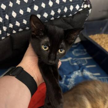 0995-C26 -  Domestic Short Hair Cat for Adoption in Port Charlotte, Florida - 0995-C26 | PetCurious