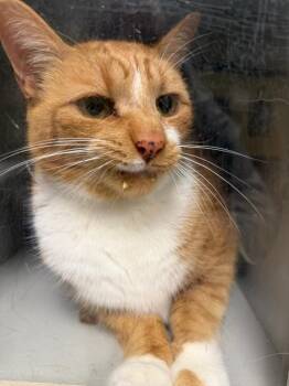 Simba -  Domestic Short Hair Cat for Adoption in Greenfield, Indiana - Simba | PetCurious