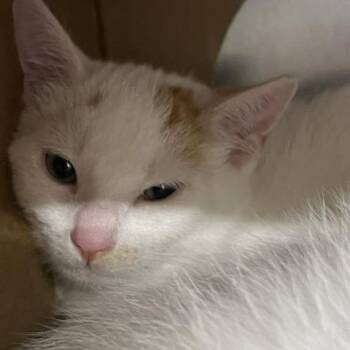 Polymath -  Domestic Short Hair Cat for Adoption in Baltimore, Maryland - Polymath | PetCurious