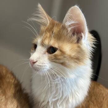 Papaya -  Domestic Medium Hair Cat for Adoption in Matteson, Illinois - Papaya | PetCurious