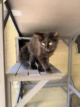 Pistachio -  Domestic Medium Hair Cat for Adoption in Topeka, Kansas - Pistachio | PetCurious