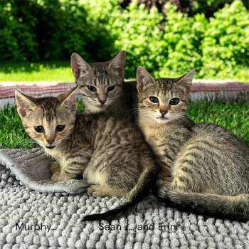 Murphy, Sean & Erin - 2 males, 1 female -  Domestic Short Hair Cat Available for Adoption in North Bergen, New Jersey - Murphy, Sean & Erin - 2 Males, 1 Female | PetCurious
