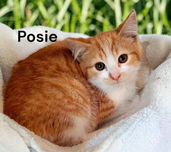 Posie -  Tabby Cat Available for Adoption in Weems, Virginia - Posie | PetCurious