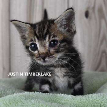 Justin Timberlake -  Domestic Short Hair Cat for Adoption in Kanab, Utah - Justin Timberlake | PetCurious