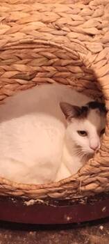 Harmony -  Domestic Short Hair Cat for Adoption in Cromwell, Kentucky - Harmony | PetCurious