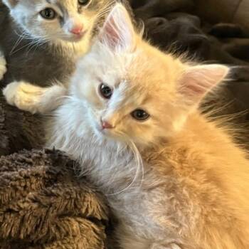 Domestic Medium Hair Cats Available for Adoption in Bentonville, Arkansas - Ray | PetCurious