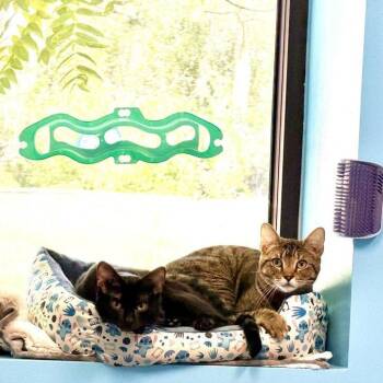 Trini -  Domestic Short Hair Cat for Adoption in Salt Lake City, Utah - Trini | PetCurious