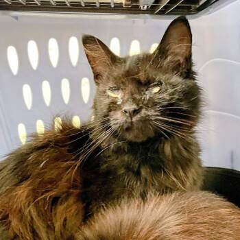 Senet -  Domestic Medium Hair Cat for Adoption in Lyndhurst, Virginia - Senet | PetCurious