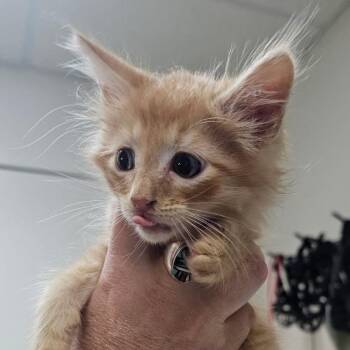 Baby Box -  Domestic Long Hair Cat for Adoption in Hendersonville, North Carolina - Baby Box | PetCurious