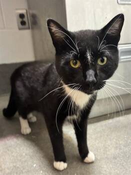 BRUTIS -  Domestic Short Hair Cat for Adoption - BRUTIS | PetCurious