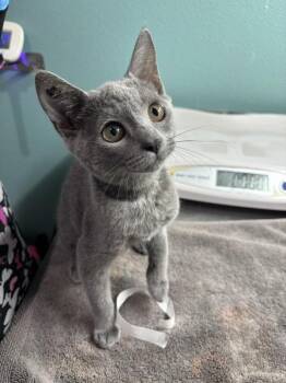 Voltatia -  Domestic Short Hair Cat for Adoption in Sherwood, Oregon - Voltatia | PetCurious