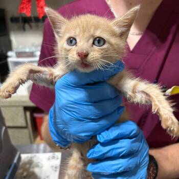 Ollie -  Domestic Short Hair Cat for Adoption in Milton, Florida - Ollie | PetCurious