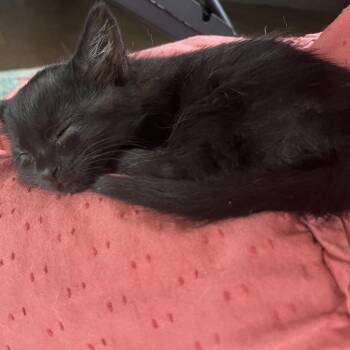 Kagome -  Domestic Short Hair Cat for Adoption in Indianapolis, Indiana - Kagome | PetCurious