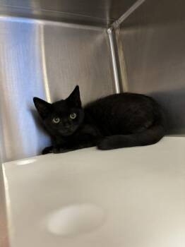 Bonnie -  Domestic Short Hair Cat for Adoption in Sherwood, Oregon - Bonnie | PetCurious