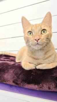 Sugar Maple -  Domestic Short Hair Cat for Adoption in Downers Grove, Illinois - Sugar Maple | PetCurious